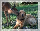 Trawa, Pies, Sarna, Golden retriever